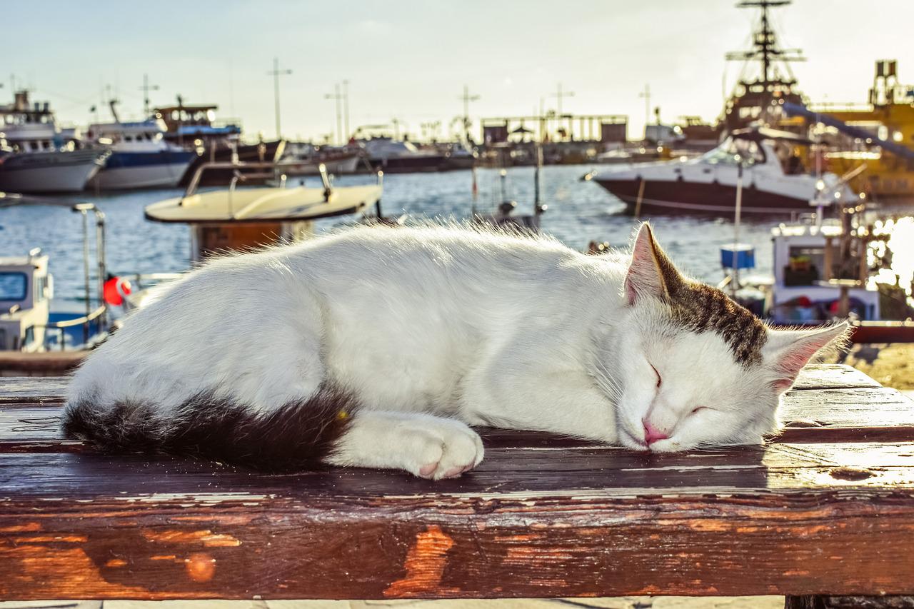 Cat park will be built in Cyprus