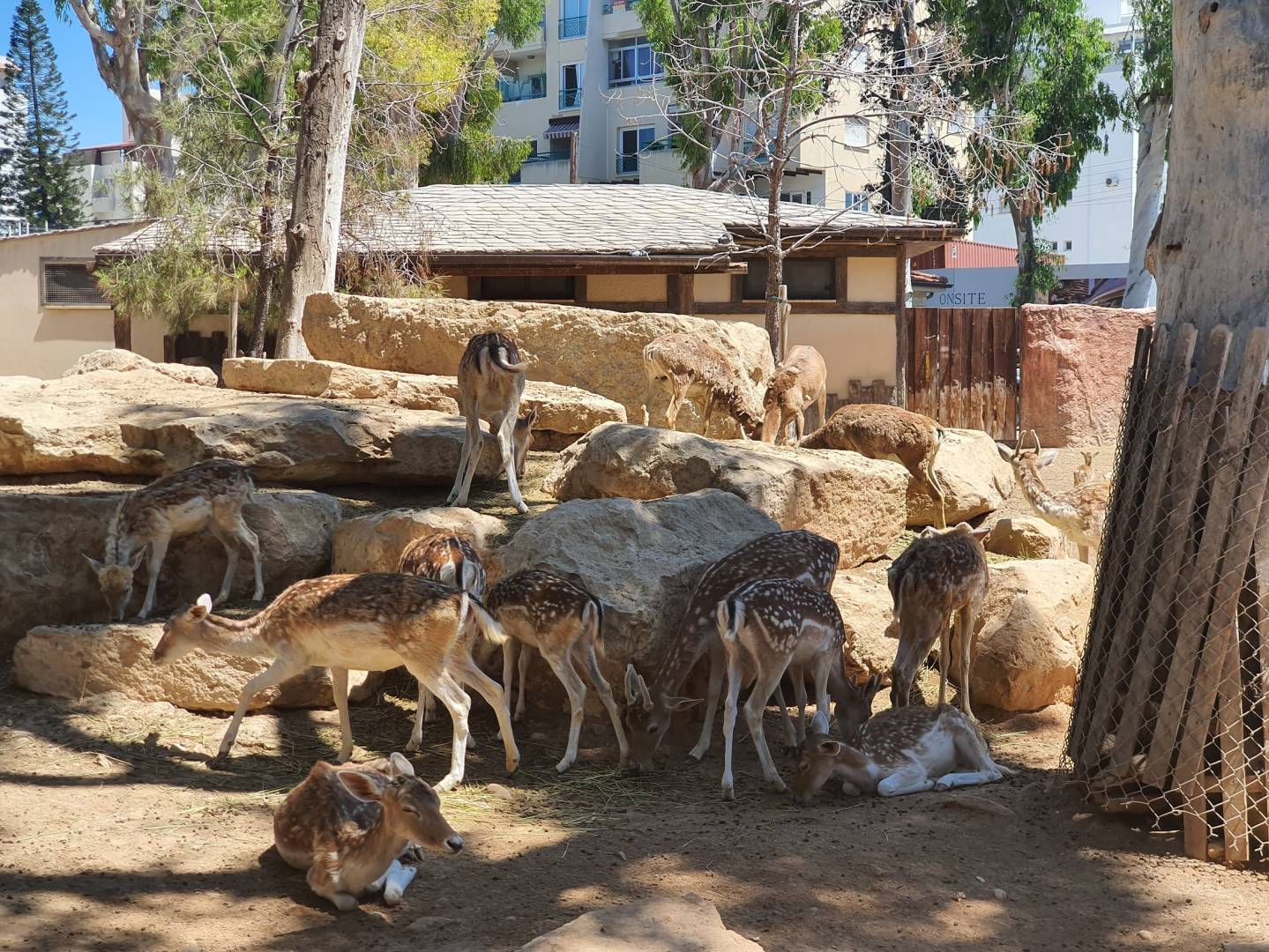 Limassol zoo to be converted into animal park