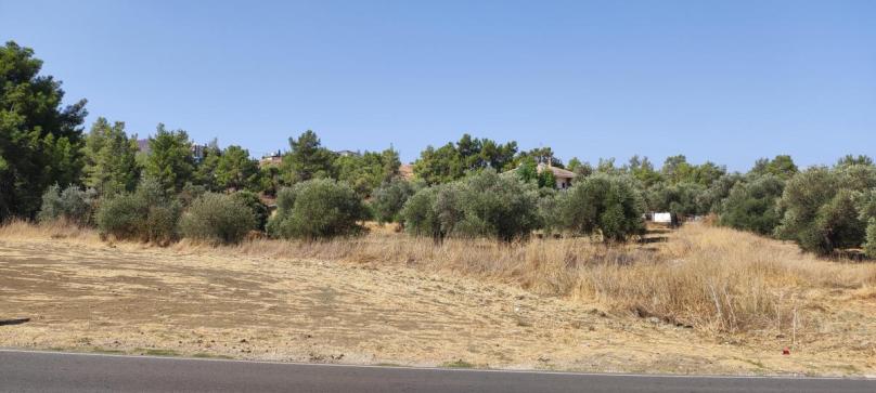 Shia