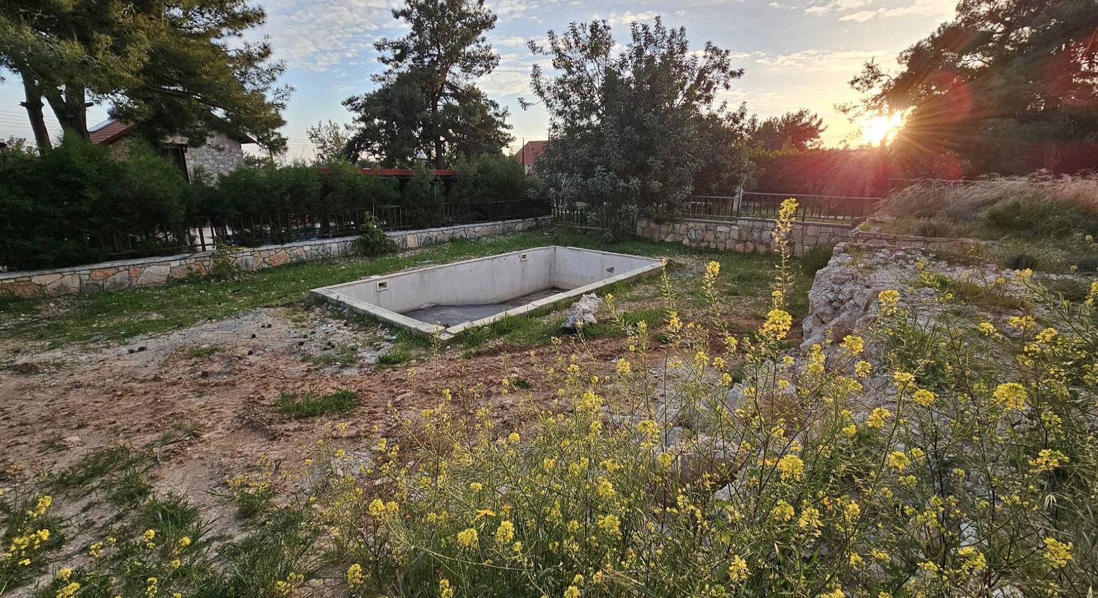 Thyme Complex