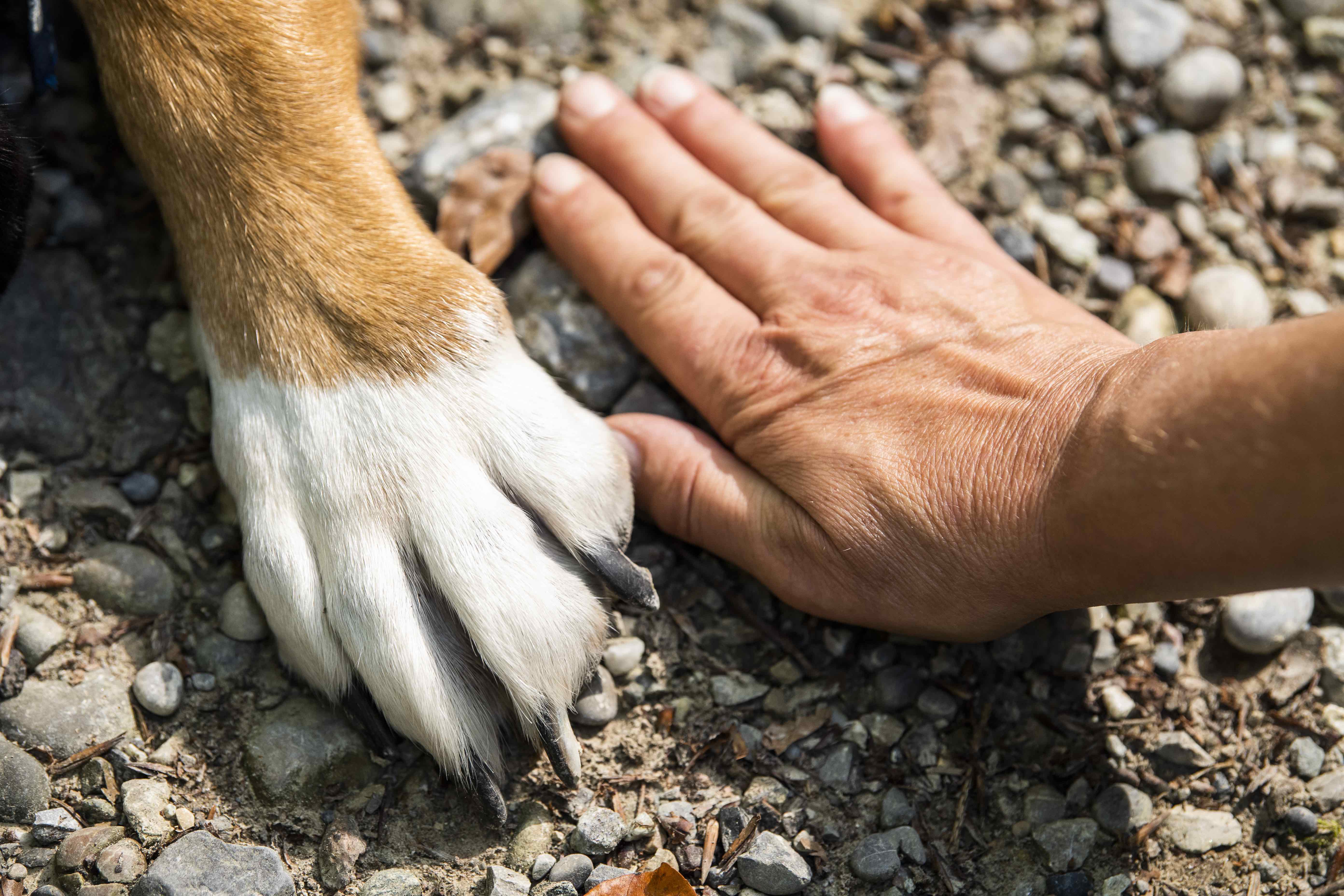 Квест аренда «Pet-friendly» жилья