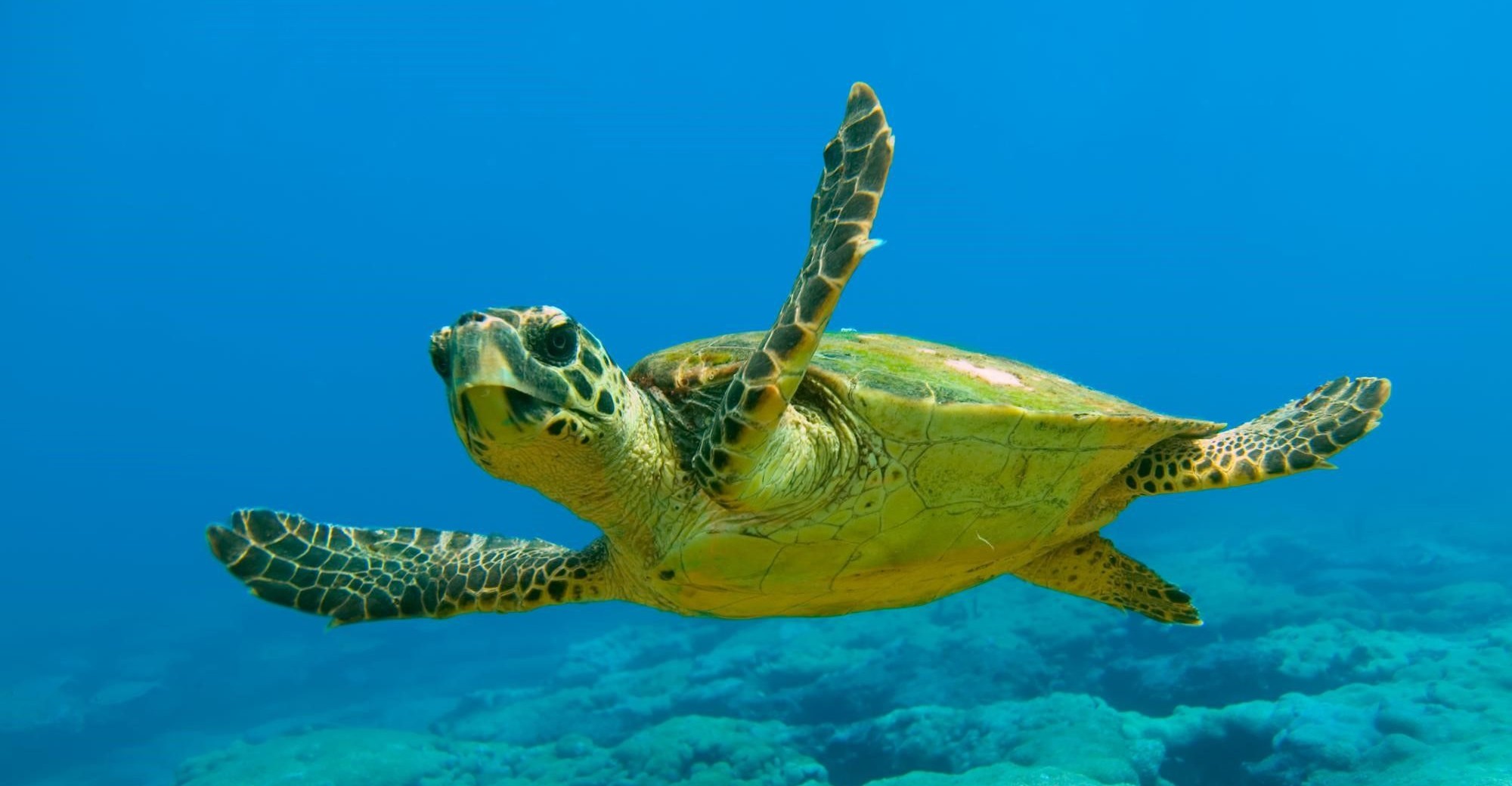 Где можно увидеть морских черепах на Кипре — лучшие пляжи и полезные советы