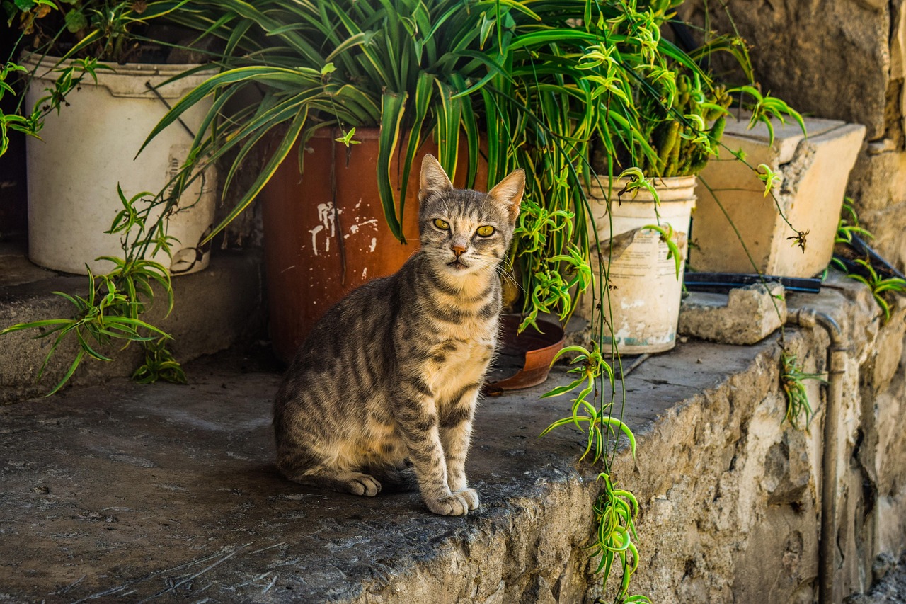 Why Are There So Many Cats in Cyprus? Unraveling the Mystery