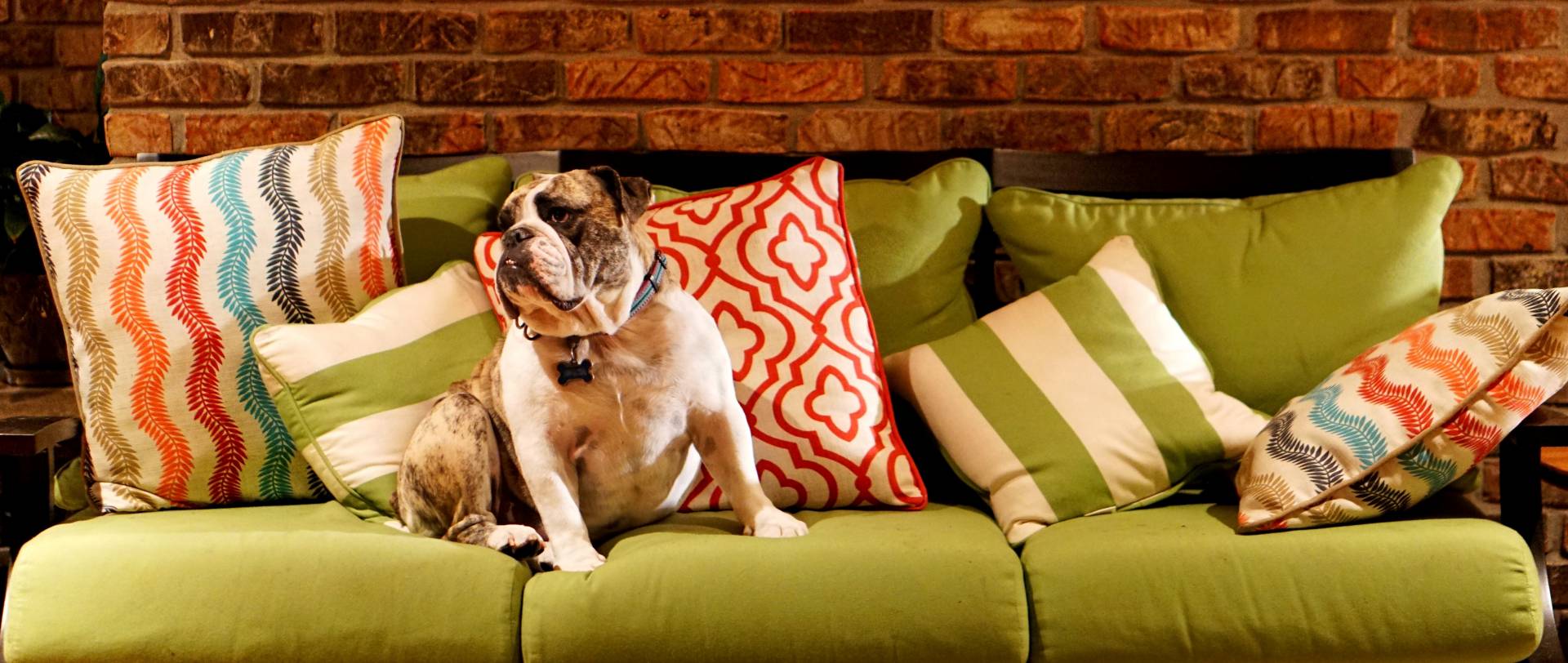 Pets in Cyprus: how to protect furniture and teach pets not to spoil it?