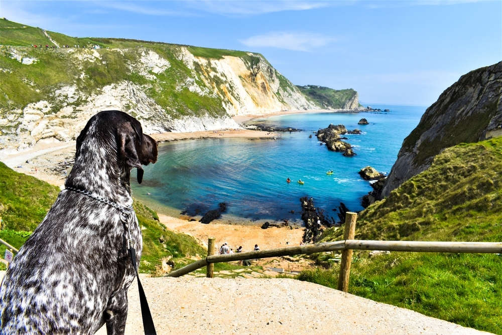 Cyprus through the eyes of a pet — where to walk your dog, where pets are allowed